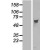 Western Blot: PPP2R5D Lysate [NBL1-14703] - Western Blot experiments. 
Left-Control; Right -Over-expression Lysate for PPP2R5D